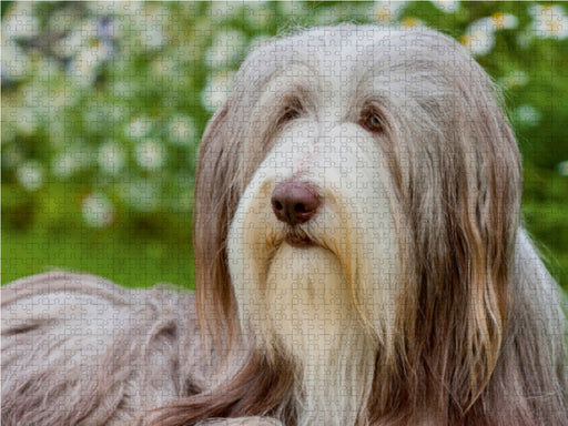 Bearded Collie Hündin - CALVENDO Foto-Puzzle - calvendoverlag 29.99