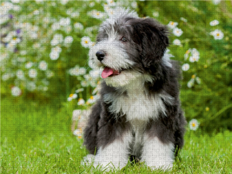 Bearded Collie Welpe - CALVENDO Foto-Puzzle - calvendoverlag 29.99