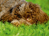 Lagotto Romagnolo - Italienischer Trüffelhund - CALVENDO Foto-Puzzle - calvendoverlag 29.99
