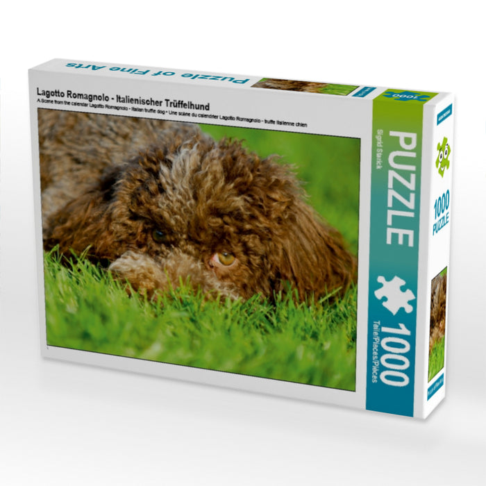 Lagotto Romagnolo - Italienischer Trüffelhund - CALVENDO Foto-Puzzle - calvendoverlag 29.99