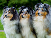 Sheltie-Trio - CALVENDO Foto-Puzzle - calvendoverlag 29.99