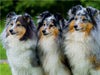 Sheltie-Trio - CALVENDO Foto-Puzzle - calvendoverlag 29.99