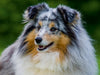 Sheltie-Porträt - CALVENDO Foto-Puzzle - calvendoverlag 29.99