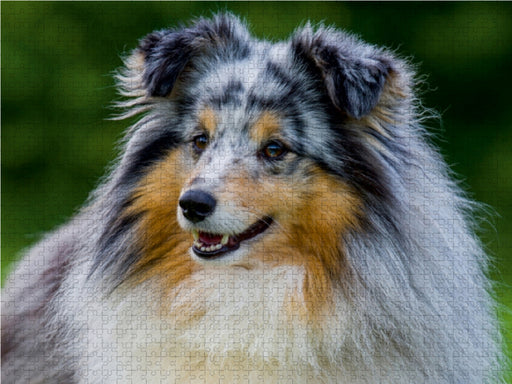 Sheltie-Porträt - CALVENDO Foto-Puzzle - calvendoverlag 29.99