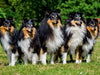 Sheltie-Gruppe - CALVENDO Foto-Puzzle - calvendoverlag 29.99