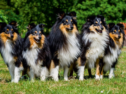 Sheltie-Gruppe - CALVENDO Foto-Puzzle - calvendoverlag 29.99