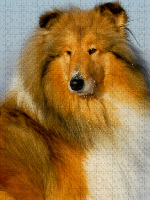 Collie Porträt - CALVENDO Foto-Puzzle - calvendoverlag 29.99