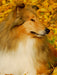 Collie - Herbstfarben - CALVENDO Foto-Puzzle - calvendoverlag 29.99