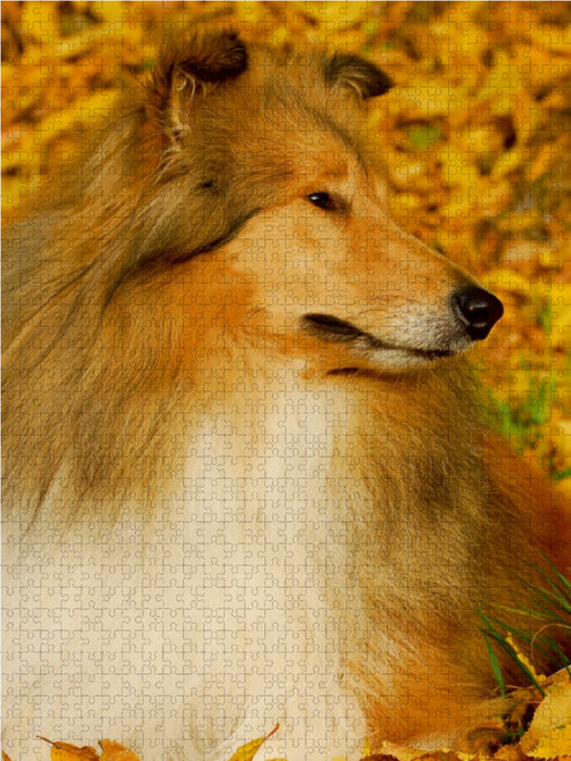 Collie - Herbstfarben - CALVENDO Foto-Puzzle - calvendoverlag 29.99