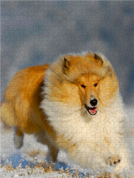 Collie - Winterfreuden - CALVENDO Foto-Puzzle - calvendoverlag 29.99