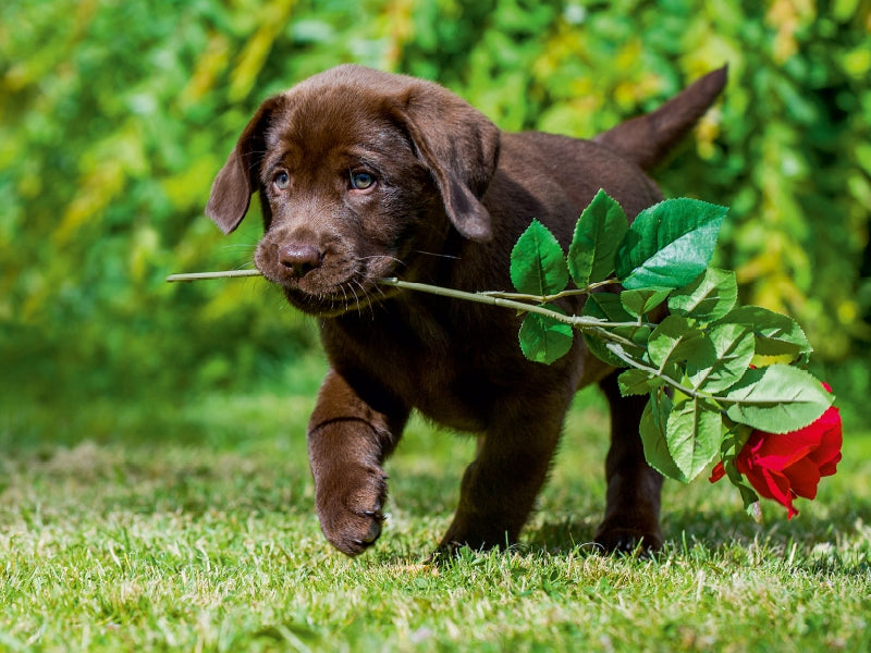 Labrador Retriever - Kleiner Rosenkavalier - CALVENDO Foto-Puzzle - calvendoverlag 29.99