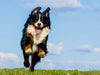 Berner Sennenhund Merlin - CALVENDO Foto-Puzzle - calvendoverlag 29.99