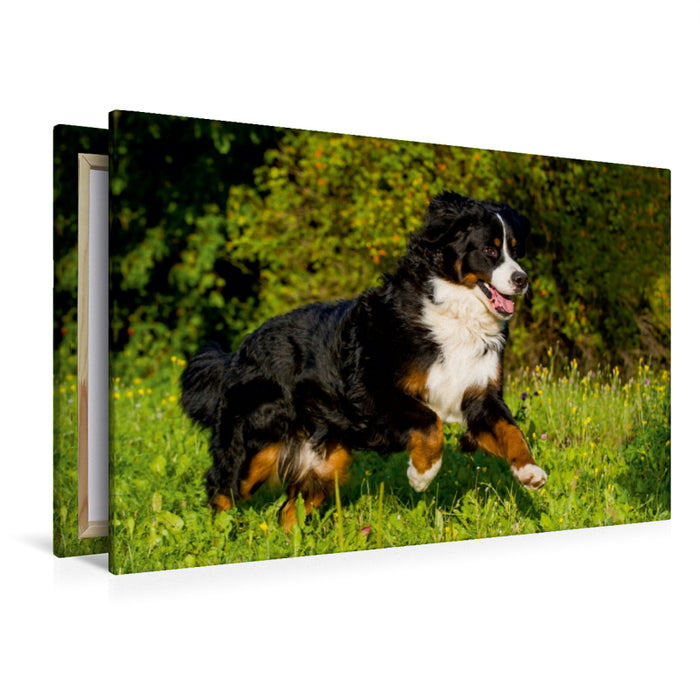 Premium Textil-Leinwand Premium Textil-Leinwand 120 cm x 80 cm quer Berner Sennenhund auf der Wiese