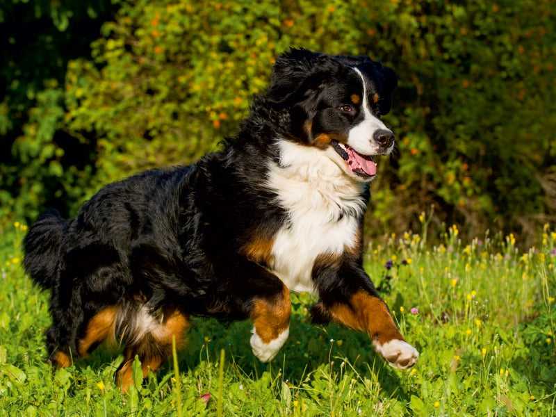 Berner Sennenhund auf der Wiese - CALVENDO Foto-Puzzle - calvendoverlag 29.99