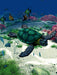 Meeresschildkröte - CALVENDO Foto-Puzzle - calvendoverlag 29.99