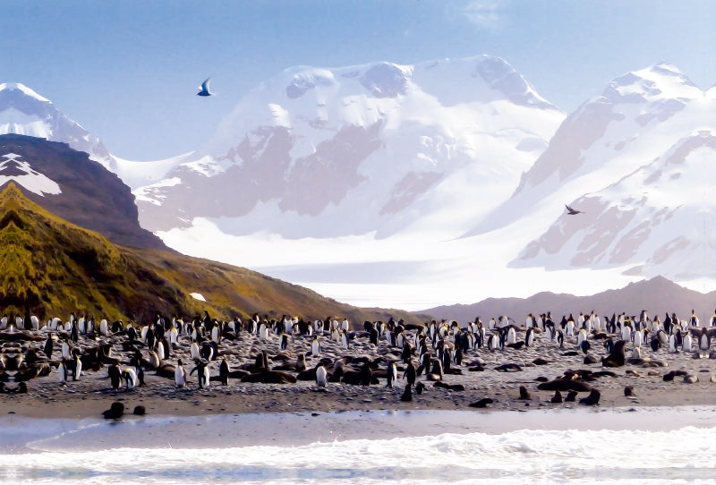 Premium Textil-Leinwand Premium Textil-Leinwand 120 cm x 80 cm quer Pinguin Kolonie im Naturparadies Antarktis