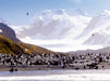 Pinguin Kolonie im Naturparadies Antarktis - CALVENDO Foto-Puzzle - calvendoverlag 29.99