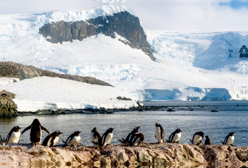 Premium Textil-Leinwand Premium Textil-Leinwand 120 cm x 80 cm quer Pinguin Kolonie im Naturparadies Antarktis