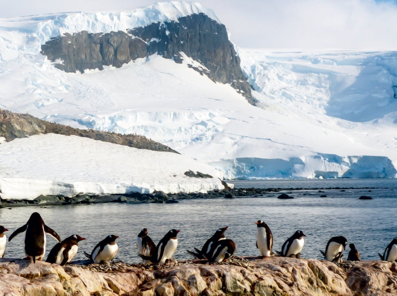 Pinguin Kolonie im Naturparadies Antarktis - CALVENDO Foto-Puzzle - calvendoverlag 29.99