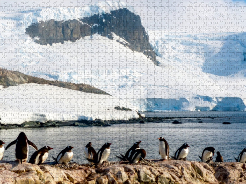 Pinguin Kolonie im Naturparadies Antarktis - CALVENDO Foto-Puzzle - calvendoverlag 29.99