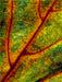 Blattadern und Pflanzenzellen - CALVENDO Foto-Puzzle - calvendoverlag 39.99