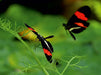 Heliconius-Falter - CALVENDO Foto-Puzzle - calvendoverlag 39.99