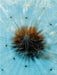 Pusteblumen- Detail - CALVENDO Foto-Puzzle - calvendoverlag 39.99