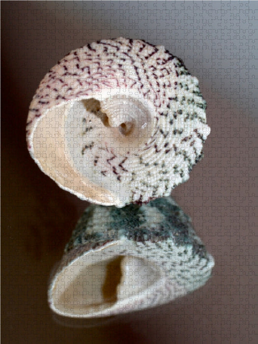 Trochoidea, Südafrika - CALVENDO Foto-Puzzle - calvendoverlag 39.99