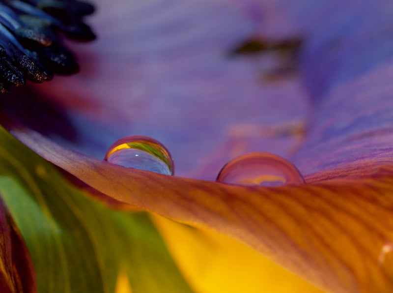Wasserperlen auf Blütenblatt - CALVENDO Foto-Puzzle - calvendoverlag 39.99