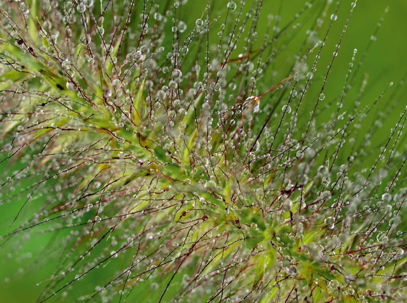 Regennasse Schilfähre - CALVENDO Foto-Puzzle - calvendoverlag 39.99