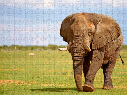 Elefant auf Tour, Namibia - CALVENDO Foto-Puzzle - calvendoverlag 29.99
