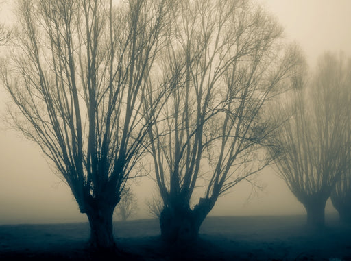 Bäume im Nebel - CALVENDO Foto-Puzzle - calvendoverlag 39.99