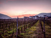 Weinberg bei Beilstein - CALVENDO Foto-Puzzle - calvendoverlag 39.99