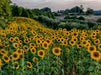 Sonnenblumenfeld bei Volterra - CALVENDO Foto-Puzzle - calvendoverlag 39.99