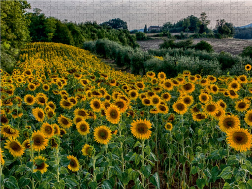 Sonnenblumenfeld bei Volterra - CALVENDO Foto-Puzzle - calvendoverlag 39.99