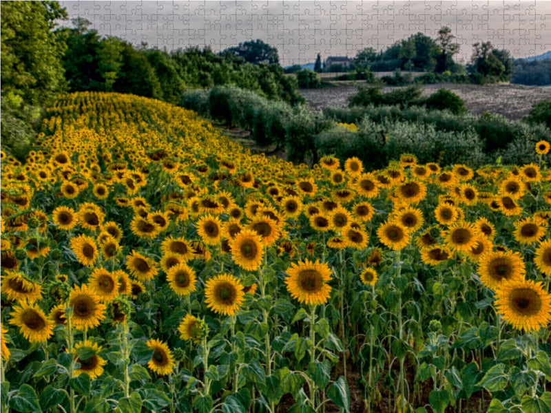 Sonnenblumenfeld bei Volterra - CALVENDO Foto-Puzzle - calvendoverlag 39.99