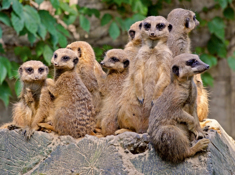 Familienbande Erdmännchen - CALVENDO Foto-Puzzle - calvendoverlag 29.99