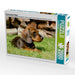 Rauhaardackel Welpe - CALVENDO Foto-Puzzle - calvendoverlag 29.99