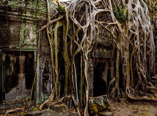 Ta Prohm - CALVENDO Foto-Puzzle - calvendoverlag 39.99