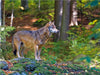 Wolf im Tierfreigelände - CALVENDO Foto-Puzzle - calvendoverlag 29.99