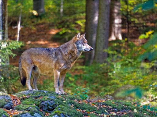 Wolf im Tierfreigelände - CALVENDO Foto-Puzzle - calvendoverlag 29.99