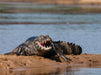 Brillenkaiman im Pantanal - CALVENDO Foto-Puzzle - calvendoverlag 39.99
