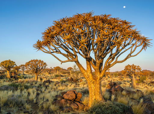 Quiver Bäume im Köcherbaumwald bei Keetmanshoop - CALVENDO Foto-Puzzle - calvendoverlag 39.99