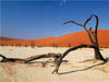 Tote Bäume im Deadvlei - CALVENDO Foto-Puzzle - calvendoverlag 39.99