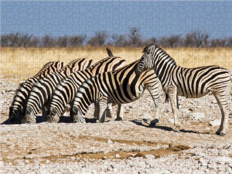 Burchell Zebras an einem Wasserloch im Etosha National Park - CALVENDO Foto-Puzzle - calvendoverlag 39.99