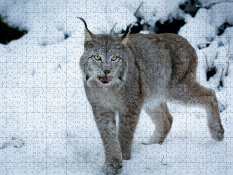 Luchs im Winter - CALVENDO Foto-Puzzle - calvendoverlag 39.99