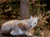 Luchse - Europas größte Katzen - CALVENDO Foto-Puzzle - calvendoverlag 39.99