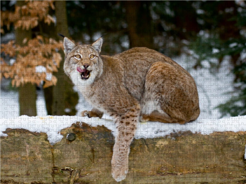 Auf einem verschneiten Baumstamm - CALVENDO Foto-Puzzle - calvendoverlag 39.99