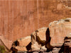 Petroglyphs - CALVENDO Foto-Puzzle - calvendoverlag 39.99