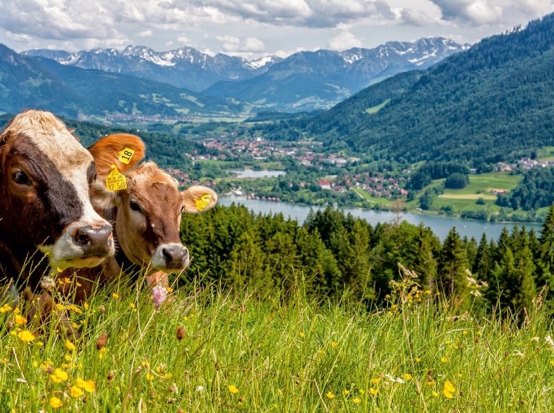 Sicht auf den Alpsee in Immenstadt - CALVENDO Foto-Puzzle - calvendoverlag 29.99